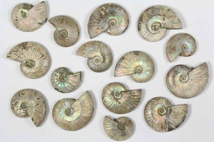 Lot: KG Silver Iridescent Ammonites (-) - Pieces #79440